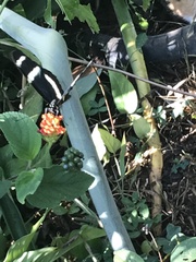 Heliconius hewitsoni