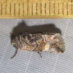 Copanarta aurea