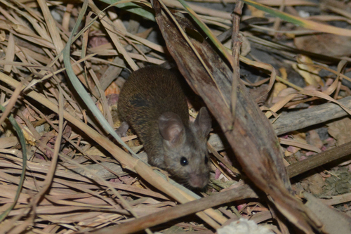 Balkan Short-tailed Mouse (Mus macedonicus) — Least Concern Mammalia