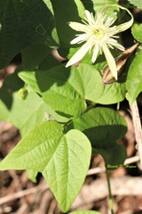 Passiflora capsularis