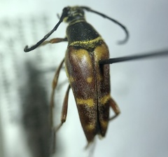 Typocerus acuticauda