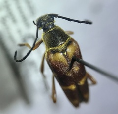 Typocerus acuticauda