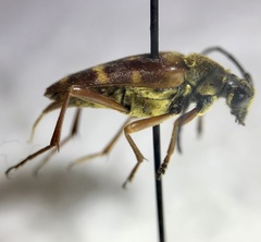 Typocerus acuticauda
