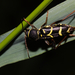 Clytus lama - Photo 由 Thomas Hiller (he/him) 所上傳的 (c) Thomas Hiller (he/him)，保留部份權利CC BY-NC