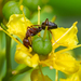 Camponotus feae - Photo (c) Gustavo Peña, algunos derechos reservados (CC BY-NC), subido por Gustavo Peña