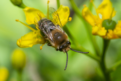 Colletes dimidiatus