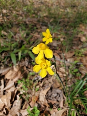 Narcissus jonquilla