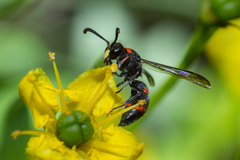Ancistrocerus haematodes