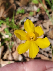 Narcissus jonquilla