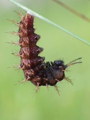 Argynnis paphia
