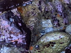 Polycitoridae