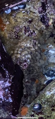 Polycitoridae
