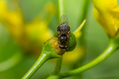 Alliophleps elliptica