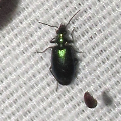 Lebia