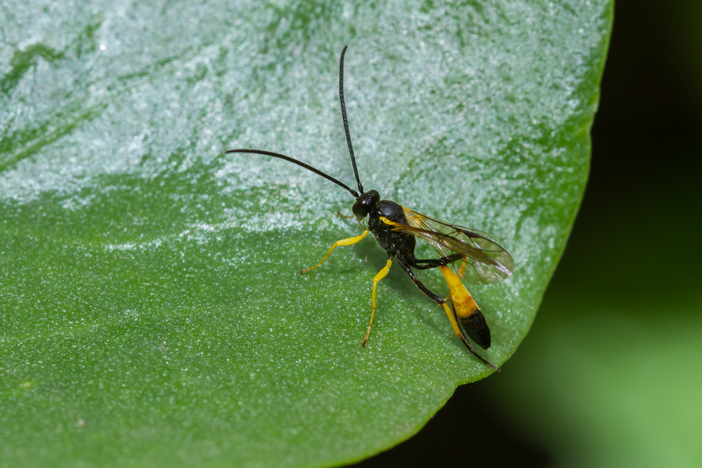 Dusona dubitor