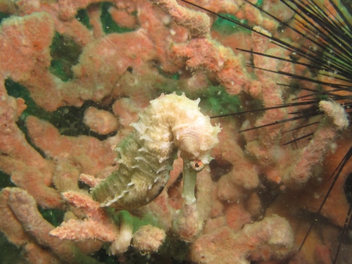 Hedgehog seahorse (Hippocampus spinosissimus) — Syngnathidae — 3