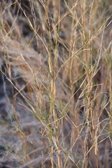 Muhlenbergia dumosa