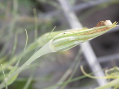 Tragopogon dubius