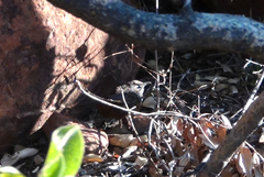 Achaetops pycnopygius