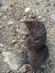 Sorex vagrans