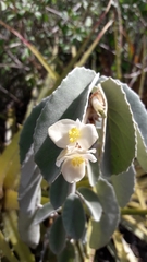 Begonia lealii