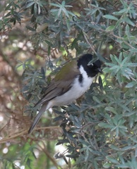 Melithreptus affinis