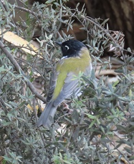 Melithreptus affinis