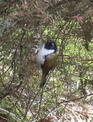 Melithreptus affinis