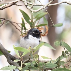 Melithreptus affinis