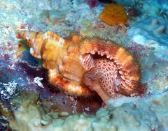 Monoplex aquatilis