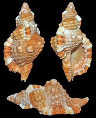 Monoplex aquatilis