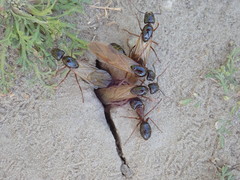 Camponotus maritimus