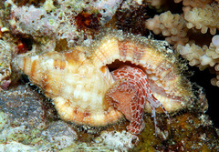 Monoplex aquatilis