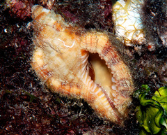 Monoplex aquatilis