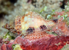 Monoplex aquatilis