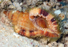 Monoplex aquatilis