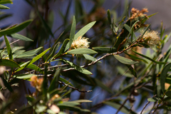 Melaleuca groveana