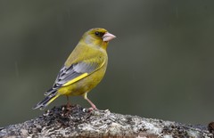 European Greenfinch photo 1