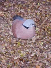 Streptopelia tranquebarica