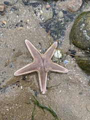 Astropecten irregularis