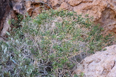 Pleurocoronis laphamioides