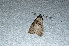 Hypenodes franclemonti