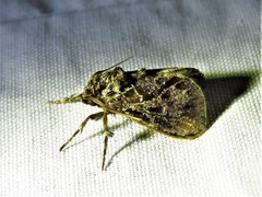 Euclea zygia