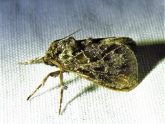 Euclea zygia
