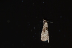 Hypenodes franclemonti