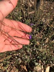 Salvia lycioides
