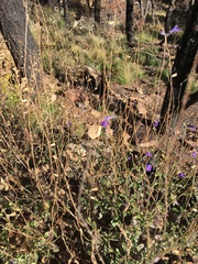 Salvia lycioides