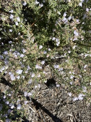 Conradina canescens image