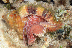Monoplex aquatilis