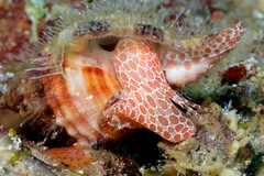 Monoplex aquatilis